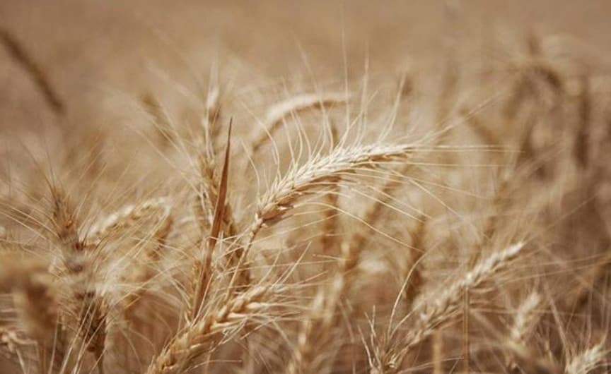 Un champ de céréales (blé)